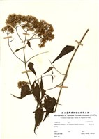 藏品(塔山澤蘭)的圖片